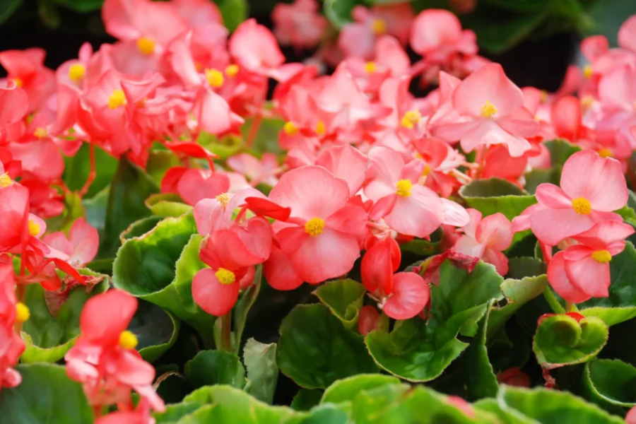 begonia mallacoota