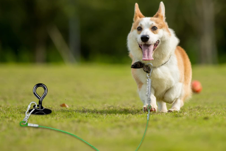 6mm dog tie out 40ft